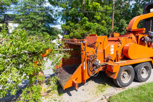 Best Emergency Storm Tree Removal  in Chaparral, NM